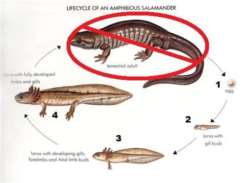 axolotl adult form.
